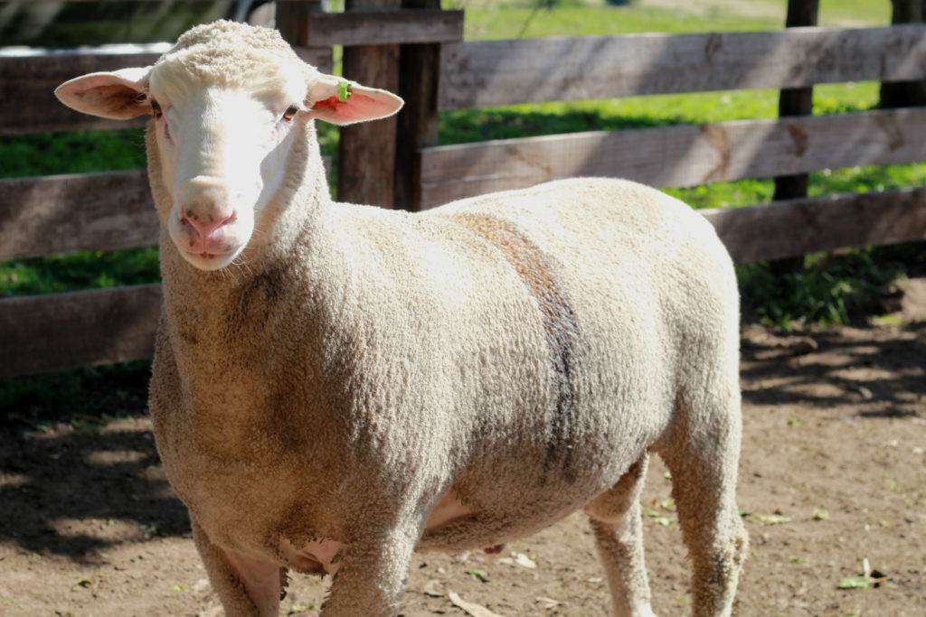 La Raza – Nambi Guasu